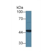 Western blot analysis of Mouse Heart lysate, using Human GCDH Antibody (1 µg/ml) and HRP-conjugated Goat Anti-Rabbit antibody (<a href="https://www.abbexa.com/index.php?route=product/search&amp;search=abx400043" target="_blank">abx400043</a>, 0.2 µg/ml).