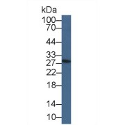 Western blot analysis of Mouse Testis lysate, using Mouse GMNN Antibody (1 µg/ml) and HRP-conjugated Goat Anti-Rabbit antibody (<a href="https://www.abbexa.com/index.php?route=product/search&amp;search=abx400043" target="_blank">abx400043</a>, 0.2 µg/ml).