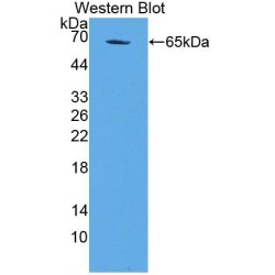 Geminin (GMNN) Antibody