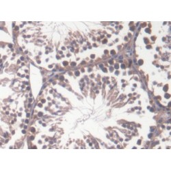 Geminin (GMNN) Antibody