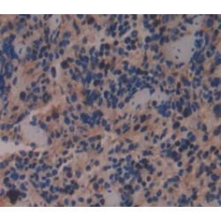 Geminin (GMNN) Antibody