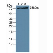 Western blot analysis of (1) Human U-87MG Cells, (2) Porcine Brain Tissue and (3) Mouse Brain Tissue.