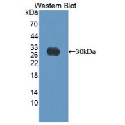 Western blot analysis of the recombinant protein.