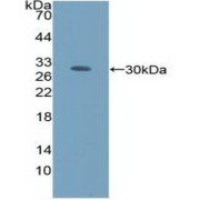 Western blot analysis of recombinant Human AMFR.