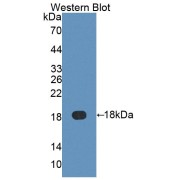 Western blot analysis of the recombinant protein.