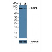Western blot analysis of (1) Wild-type A431 cell lysate, and (2) GBP4 knockout A431 cell lysate, using Rabbit Anti-Human GBP4 Antibody (1 µg/ml) and HRP-conjugated Goat Anti-Mouse antibody (<a href="https://www.abbexa.com/index.php?route=product/search&amp;search=abx400001" target="_blank">abx400001</a>, 0.2 µg/ml).