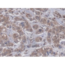 Guanylate Binding Protein 4 (GBP4) Antibody