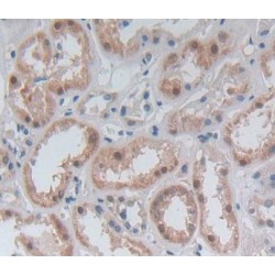 Guanylate Binding Protein 4 (GBP4) Antibody