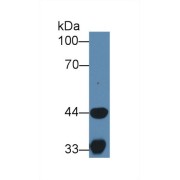 Western blot analysis of Pig Skeletal muscle lysate, using Human HADH Antibody (1 µg/ml) and HRP-conjugated Goat Anti-Rabbit antibody (<a href="https://www.abbexa.com/index.php?route=product/search&amp;search=abx400043" target="_blank">abx400043</a>, 0.2 µg/ml).