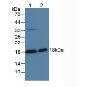 Western blot analysis of (1) Human PC-3 Cells and (2) Rat Testis Tissue.