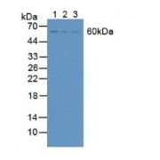 Western blot analysis of (1) Mouse Liver Tissue, (2) Mouse Brain Tissue and (3) Mouse Kidney Tissue.