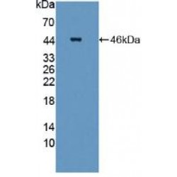 Signal Transducing Adaptor Molecule 2 (STAM2) Antibody