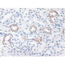 Signal Transducing Adaptor Molecule 2 (STAM2) Antibody