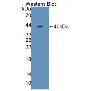 Western blot analysis of recombinant Human NAT8L Protein.