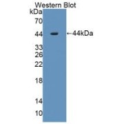 Western blot analysis of recombinant Mouse IL1RAP Protein.