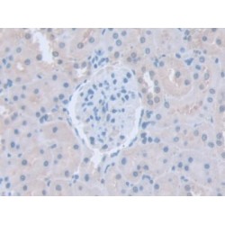 Intersectin 1 (ITSN1) Antibody