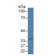 Western blot analysis of Rat Cerebrum lysate, using Rat EP300 Antibody (1 µg/ml) and HRP-conjugated Goat Anti-Rabbit antibody (<a href="https://www.abbexa.com/index.php?route=product/search&amp;search=abx400043" target="_blank">abx400043</a>, 0.2 µg/ml).