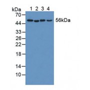 Western blot analysis of (1) Human HeLa cells, (2) Porcine Stomach Tissue, (3) Porcine Brain Tissue and (4) Porcine Spleen Tissue.