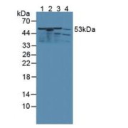 Western blot analysis of (1) Rat Kidney Tissue, (2) Rat Spleen Tissue, (3) Rat Liver Tissue and (4) Rat Heart Tissue.