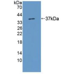 Kynurenine-3-Monooxygenase (KMO) Antibody