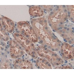 Acid Phosphatase 6, Lysophosphatidic (ACP6) Antibody