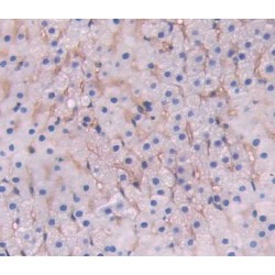 Low Density Lipoprotein Receptor Related Protein 1B (LRP1B) Antibody