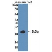 Western blot analysis of the recombinant protein.