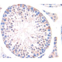 Germ Cell Nuclear Factor (GCNF) Antibody