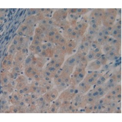 Cross Linked N-Telopeptide of Type I Collagen (NTXI) Antibody