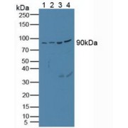 Western blot analysis of (1) Porcine Heart Tissue, (2) Porcine Brain Tissue, (3) Porcine Kidney Tissue and (4) Porcine Liver Tissue.