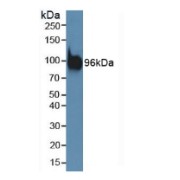 Western blot analysis of Mouse Brain Tissue.