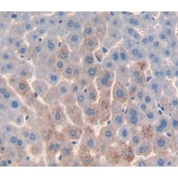 Proline Dehydrogenase, Mitochondrial (PRODH) Antibody