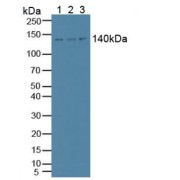 Western blot analysis of (1) Porcine Brain Tissue, (2) Rat Brain Tissue and (3) Mouse Brain Tissue.