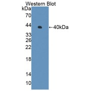 Western blot analysis of the recombinant protein.