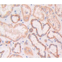 Receptor-Type Tyrosine-Protein Phosphatase F (PTPRF) Antibody