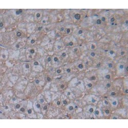 Insulin Receptor Substrate 4 (IRS4) Antibody