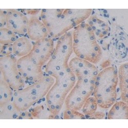 RAB1A, Member RAS Oncogene Family (RAB1A) Antibody