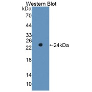 Western blot analysis of the recombinant protein.