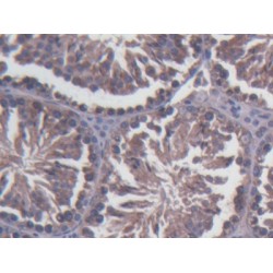 Stromal Cell Derived Factor 2 Like Protein 1 (SDF2L1) Antibody