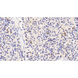 Secernin 1 (SCRN1) Antibody