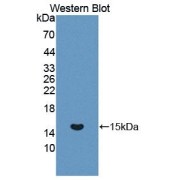 Western blot analysis of the recombinant protein.