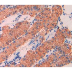 Mucin-5AC (MUC5AC) Antibody