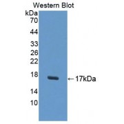 Western blot analysis of recombinant Human UPK1A Protein.