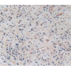 Amphiregulin (AREG) Antibody