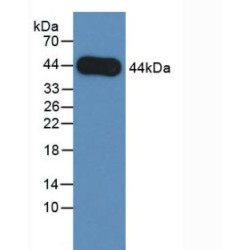 Amphiregulin (AREG) Antibody