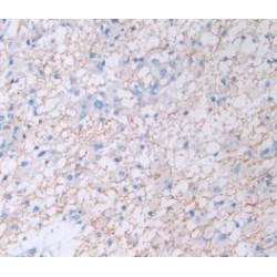 Amphiregulin (AREG) Antibody