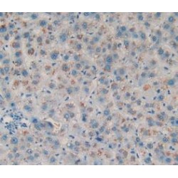 Amphiregulin (AREG) Antibody