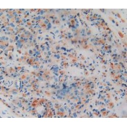 Amphiregulin (AREG) Antibody