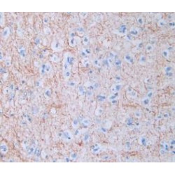 Amphiregulin (AREG) Antibody