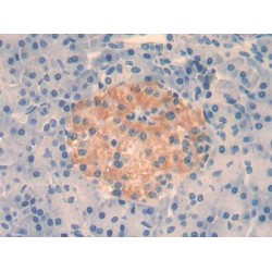 Interleukin 4 (IL4) Antibody